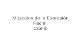 Músculos de La Expresión Facial