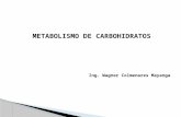 CLASES - METABOLISMO DE LOS CARBOHIDRATOS.pptx
