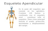Esqueleto Apendicular diapositivas.pptx