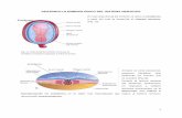 Desarrollo embriológico del sistema nervioso.pdf
