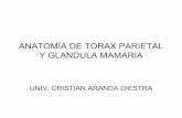 2 2 Anatomia efDel Torax Parietal y Glandula Mamaria
