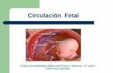 3 Circulación Sanguinea Fetal y Del RN