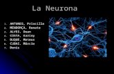 Neurobiologia Tp (1)