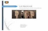 Informe Anatomía LENGUA