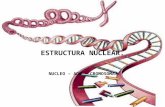 Estructura Nuclear