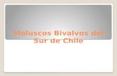 Moluscos Bivalvos Del Sur de Chile