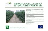 Cultivo Del Tomate en Invernadero
