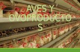 Aves y Ovoproductos (2)