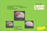Introducción básica y elemental de Neuropsicologia