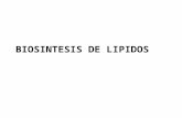 Biosintesis de Lipidos