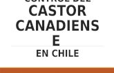 Control Del Castor Canadiense