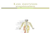 Los Nervios Espinales