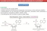 TP 5- NUCLEÓTIDOS  ÁCIDOS NUCLEICOS-.pdf