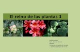 El reino de las plantas.pdf