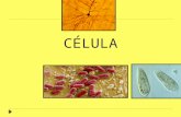 Clase Célula