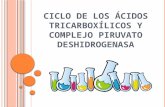 Acidos ticarboxilicos y complejo piruvato desoxigenasa