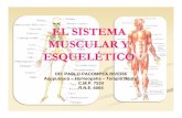 Clase 2. El Sistema Muscular Esqueletico