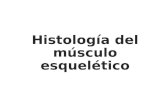 Histología Del Músculo Esquelético