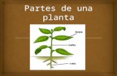 pt plantas 3°