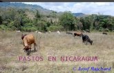 Pastos en Nicaragua.