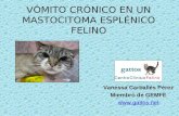 Vomito Mastocitoma Esplenico Felino