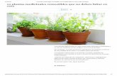 10 Plantas Medicinales Comestibles Que No Deben Faltar en Casa _ Diario Ecologia