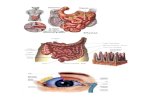 Dibujos Aparatos Sistemas Órganos