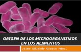 Origen de Los Microorganismos