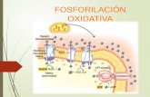 Fosforilacion Oxidativa Gato