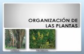 Organización de Las Plantas en Ppt