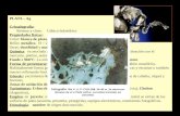 Cap. 7-8 - Mineralogia Descriptiva - Parte 2.pptx