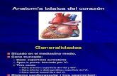 Anatomía básica del corazón.ppt