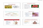 Enfermedades causadas por enterobacterias.pdf