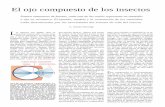 (Investigacion y Ciencia, nÂº12-Sept-1977, Fisiologia)- El ojo compuesto de los insectos.pdf