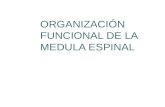 ORGANIZACIÓN FUNCIONAL DE LA MEDULA ESPINAL.ppt