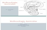 Reflexología Auricular 1.pptx