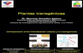 Clase Plantas Transgenicas MGA 2007