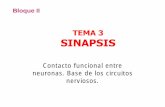 3copia de Tema 3.Sinapsis