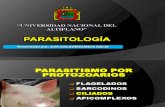 Tema de Exposición de Parasitologia Balantidium Coli.