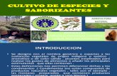 Cultivo de Especies y Saborizantes Tacna