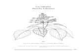 Libro Rojo Flora de Colombia Vol 3 Labiatae-libre