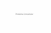 Presentación Proteína Unicelular
