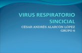 Virus Respiratorio Sincicial 2