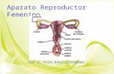 3Aparato Reproductor Femenino