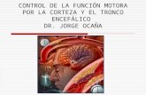 Control de Funcion Motora Por Corteza y Tronco Encefalico-1