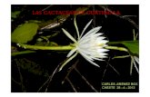 Cactaceae de Guatemala-2.pdf