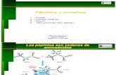 051 Peptidos Proteinas CLASE 2013 03 30