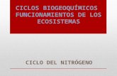 Ciclo Del Nitrógeno-Ecologia