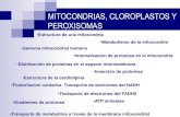 7. Mitocondrias y Cloroplastos