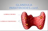 GLANDULA PARATIROIDES